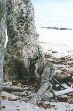 Tree on Beach