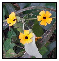 Saba's National Flower