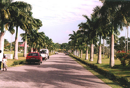 The Main Road through the Botanical Gardens 