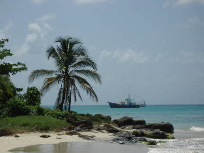 Boat behind Palm Tree, Big Corn Island