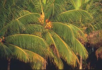 Coconut Palm Trees