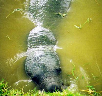 Manatee